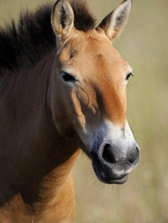 Semi Wild Przewalski Horse Portrait, Parc Du Villaret, Causse Mejean, Lozere, France by Eric Baccega Pricing Limited Edition Print image