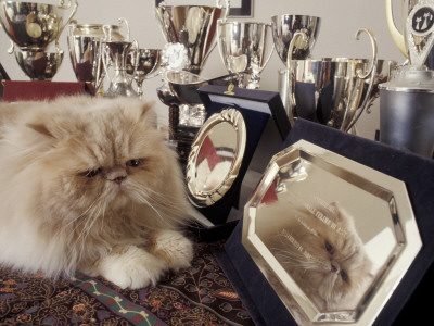 Persian Cream Cat Surounded By Trophies by Adriano Bacchella Pricing Limited Edition Print image