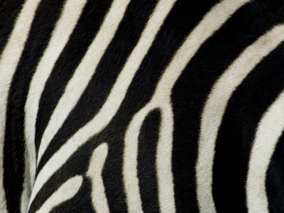 Common Zebra Close-Up Showing Stripes, Tanzania by Edwin Giesbers Pricing Limited Edition Print image