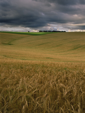 Thunder Clouds In Sky Over Cereal Field On The South Downs, Hampshire, Uk by Adam Burton Pricing Limited Edition Print image
