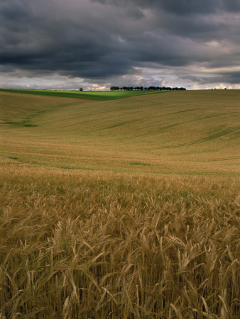 Thunder Clouds In Sky Over Cereal Field On The South Downs, Hampshire, Uk by Adam Burton Pricing Limited Edition Print image