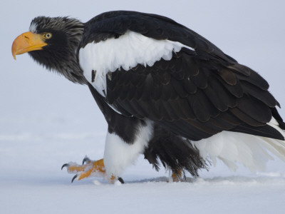 Steller's Sea Eagle Walking Over Snow, Kuril Lake, Kamchatka, Far East Russia by Igor Shpilenok Pricing Limited Edition Print image