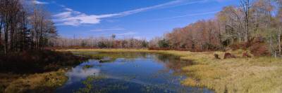 Pond In The Forest, Route 487, Ricketts Glen State Park, Pennsylvania, Usa by Panoramic Images Pricing Limited Edition Print image