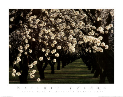 Almond Blossoms by Kathleen Norris Cook Pricing Limited Edition Print image