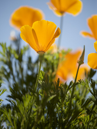 California Poppies. by Jerry Alexander Pricing Limited Edition Print image
