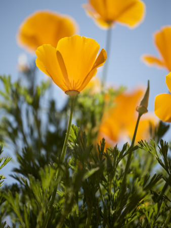 California Poppies. by Jerry Alexander Pricing Limited Edition Print image