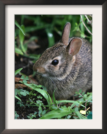 Eastern Cottontail Rabbit, Tyler, Texas by Dr. Scott M. Lieberman Pricing Limited Edition Print image
