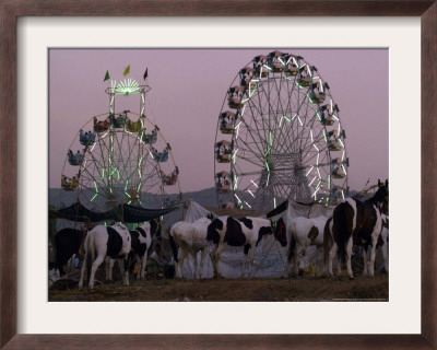 A Breed Of Horses Native To The State Of Rajasthan, Rajasthan, India, November 7, 2003 by Elizabeth Dalziel Pricing Limited Edition Print image