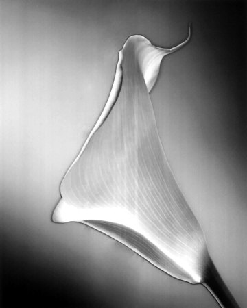 Calla No. 3, Side by Kirk Ellison Pricing Limited Edition Print image