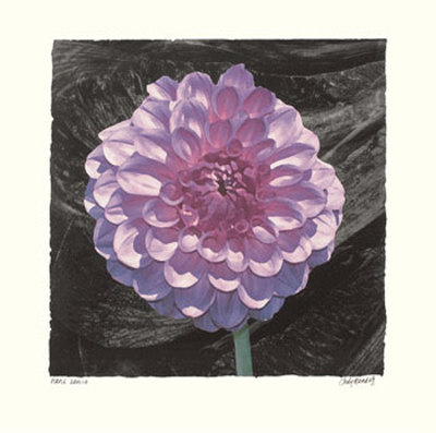 Purple Dahlia by Judy Mandolf Pricing Limited Edition Print image