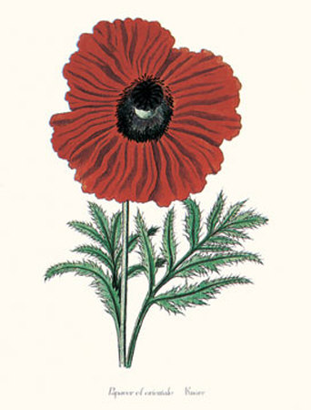 Papaver Cf Orientale by George Wolfgang Knorr Pricing Limited Edition Print image