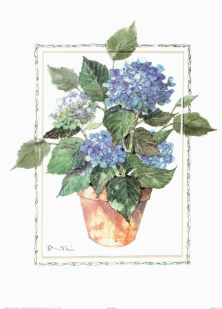 Hydrangeas by Barbara Norris Pricing Limited Edition Print image