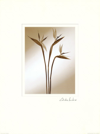 Strelitzia by Edoardo Sardano Pricing Limited Edition Print image