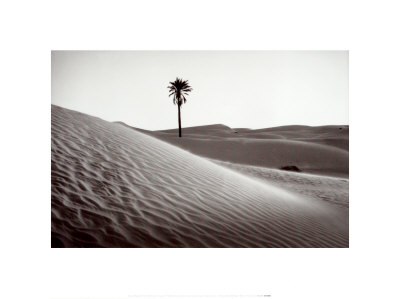 Palm Tree In Mauritania by Raymond Depardon Pricing Limited Edition Print image