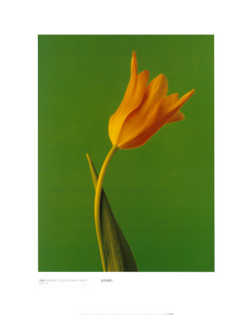 Tulip Sunburnt Yellow On Bright Green by Masao Ota Pricing Limited Edition Print image