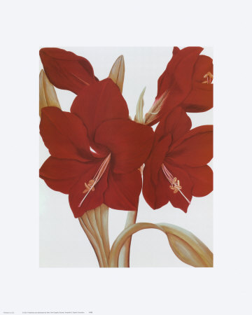 Amaryllis Ii by Sophie Coryndon Pricing Limited Edition Print image