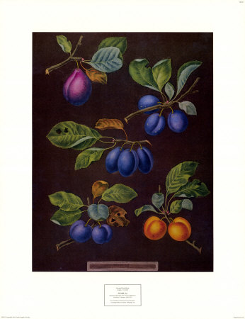 Plums I by George Brookshaw Pricing Limited Edition Print image