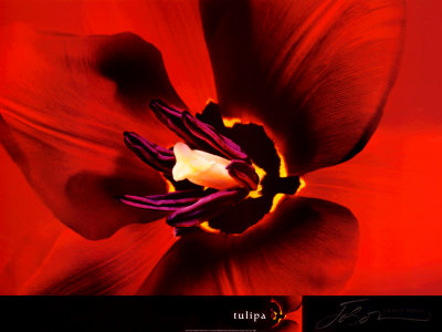 Tulipa by Joson Pricing Limited Edition Print image