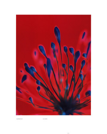 Agapanthus, Reflex Blue On Dark Red by Michael Banks Pricing Limited Edition Print image