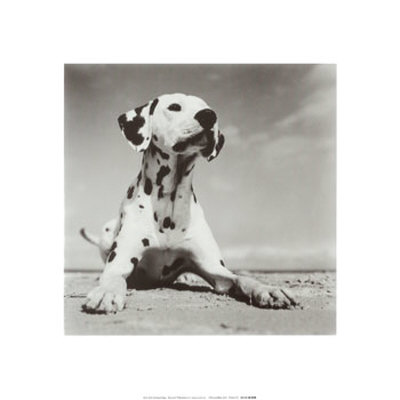 Dalmation Puppy by Brigit Utech Pricing Limited Edition Print image