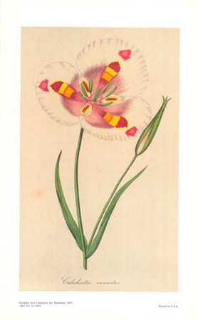 White Mariposa Lily, Calochortus Vernustus by Joseph Paxton Pricing Limited Edition Print image