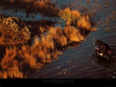 Elephants Dans Le Delta by Yann Arthus-Bertrand Pricing Limited Edition Print image