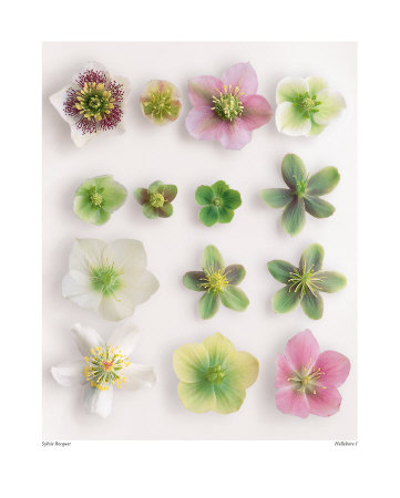 Hellebore I by Sylvie Becquet Pricing Limited Edition Print image