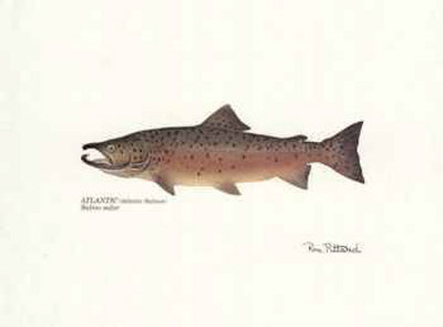 Atlantic Fish by Ron Pittard Pricing Limited Edition Print image
