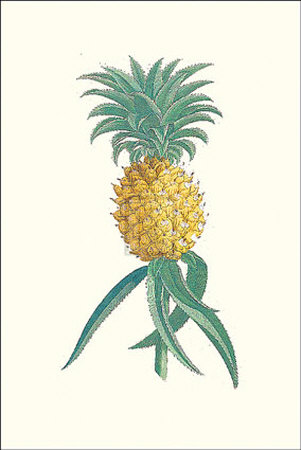 Ananas by Georg Dionysius Ehret Pricing Limited Edition Print image