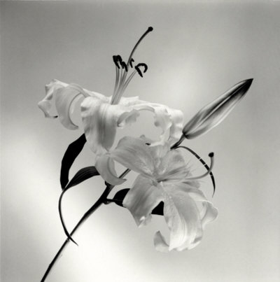 Flower Series X by Walter Gritsik Pricing Limited Edition Print image