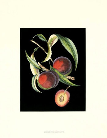 D'avoine Plums I by Pierre-Joseph D'avoine Pricing Limited Edition Print image