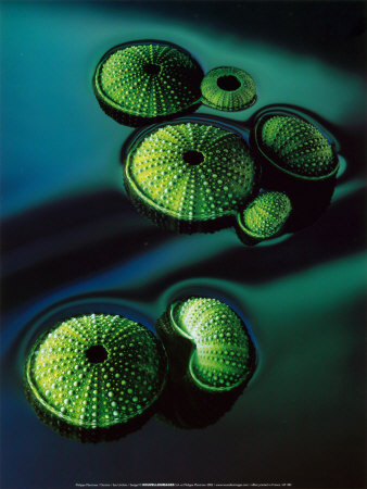 Sea Urchins by Philippe Plantrose Pricing Limited Edition Print image