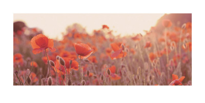 Field Of Poppies by Ian Winstanley Pricing Limited Edition Print image