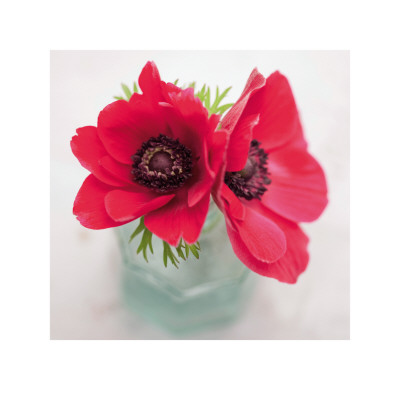 Red Anemones by Ian Winstanley Pricing Limited Edition Print image