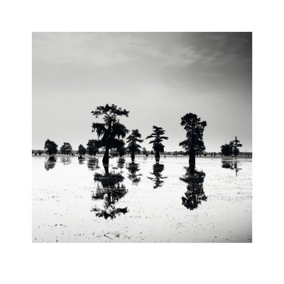 Cypress Swamp V by Josef Hoflehner Pricing Limited Edition Print image