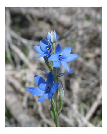 Australian Wildflower by Lauren Browne Pricing Limited Edition Print image