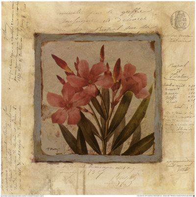Oleander Fragment by Pamela Murray Pricing Limited Edition Print image