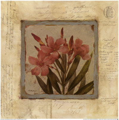 Oleander Fragment by Pamela Murray Pricing Limited Edition Print image