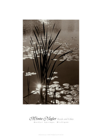 Reeds And Lilies by Monte Nagler Pricing Limited Edition Print image
