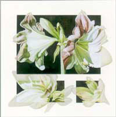 Amaryllis Concepts by Dorothea Celania Pricing Limited Edition Print image