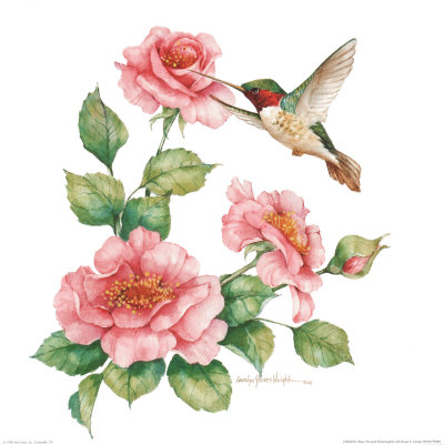 Ruby Throated Humingbird With Roses Ii by Carolyn Shores-Wright Pricing Limited Edition Print image
