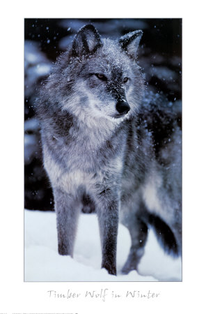 Timber Wolf by Tom & Pat Leeson Pricing Limited Edition Print image