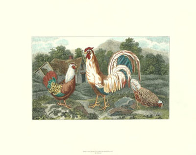 Cocks And Hens Ii by Sydenham Teast Edwards Pricing Limited Edition Print image