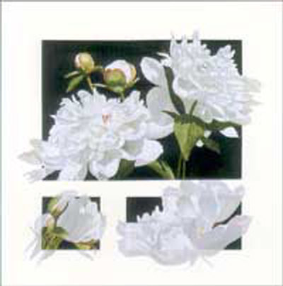 White Peony Concepts by Dorothea Celania Pricing Limited Edition Print image