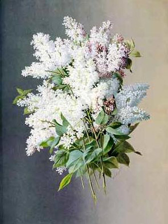 Lilacs by Raoul Victor Maurice Maucherat De Longpre Pricing Limited Edition Print image
