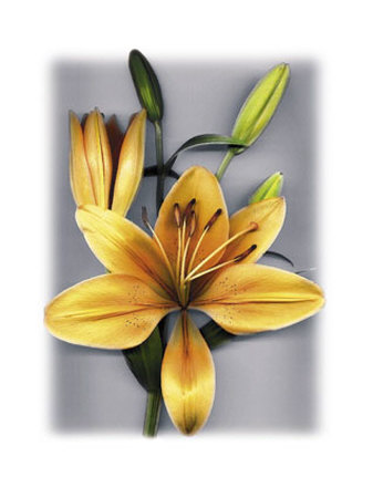 Yellow Lily by Bruce Brown Pricing Limited Edition Print image