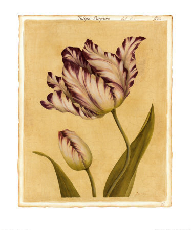 Tulipa Purpura by Jinna Mchugh Pricing Limited Edition Print image