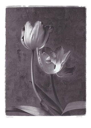 Varigated Tulips by Judy Mandolf Pricing Limited Edition Print image
