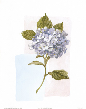 Hydrangea by J. Robson Pricing Limited Edition Print image