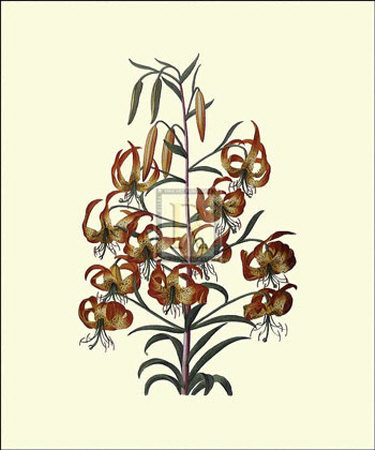 Lilium by Georg Dionysius Ehret Pricing Limited Edition Print image